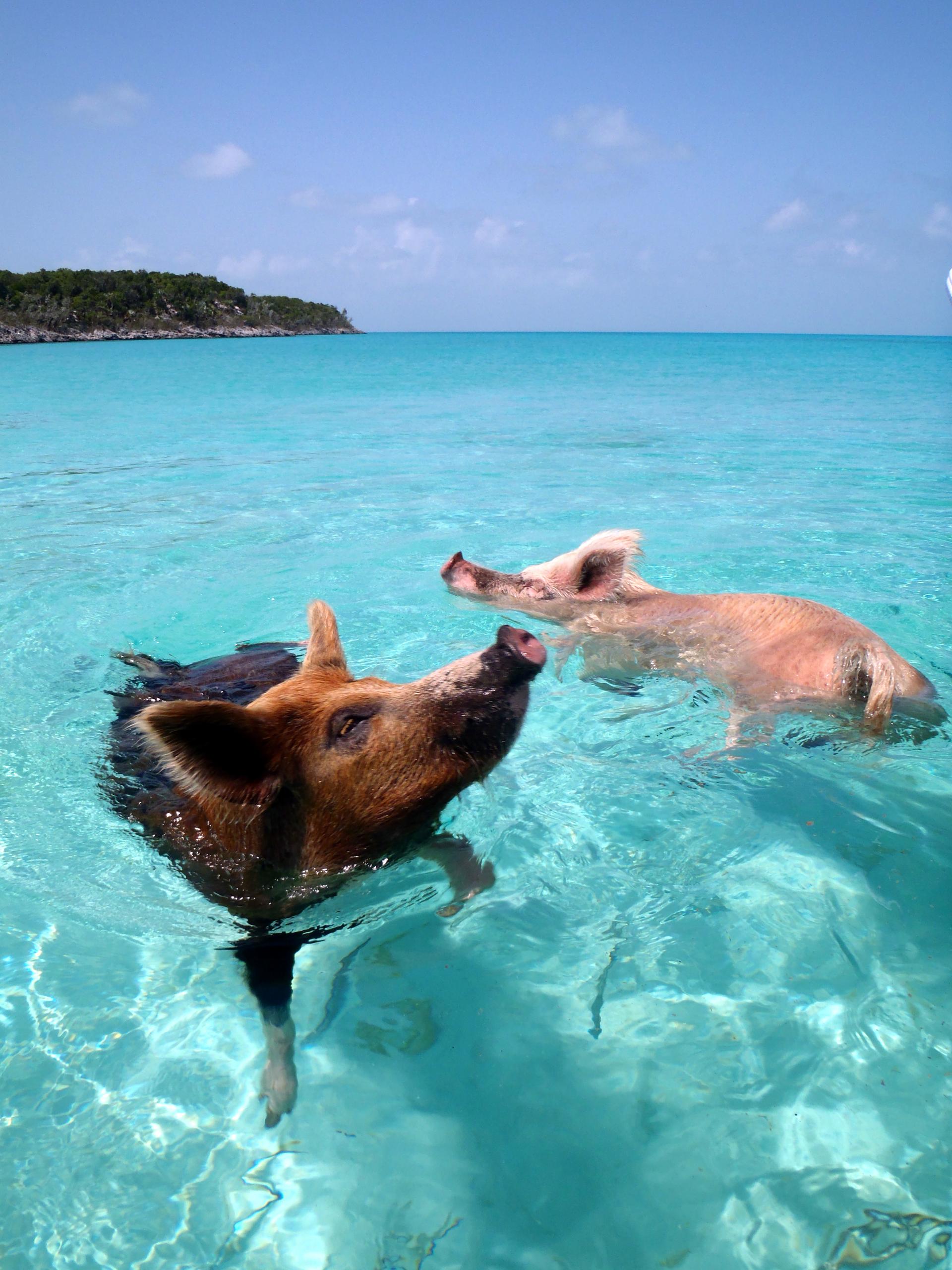Swim with the Pigs at Meeks Patch photo 1